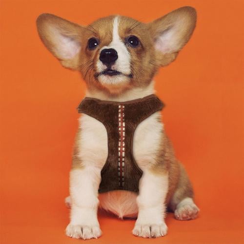 CHEWBACCA - Hundsele - M/L Runns