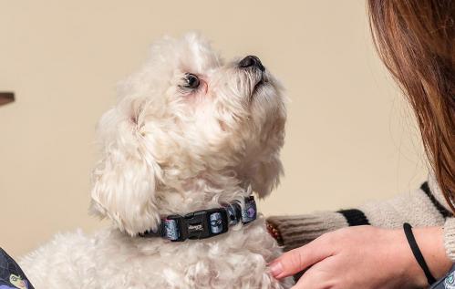 VILLAINS - Hundhalsband - XXS Cerda